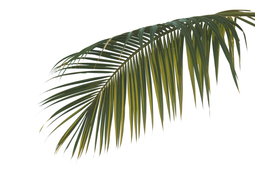 Palm leaf agricultural substrate from UAE date palm pruning waste