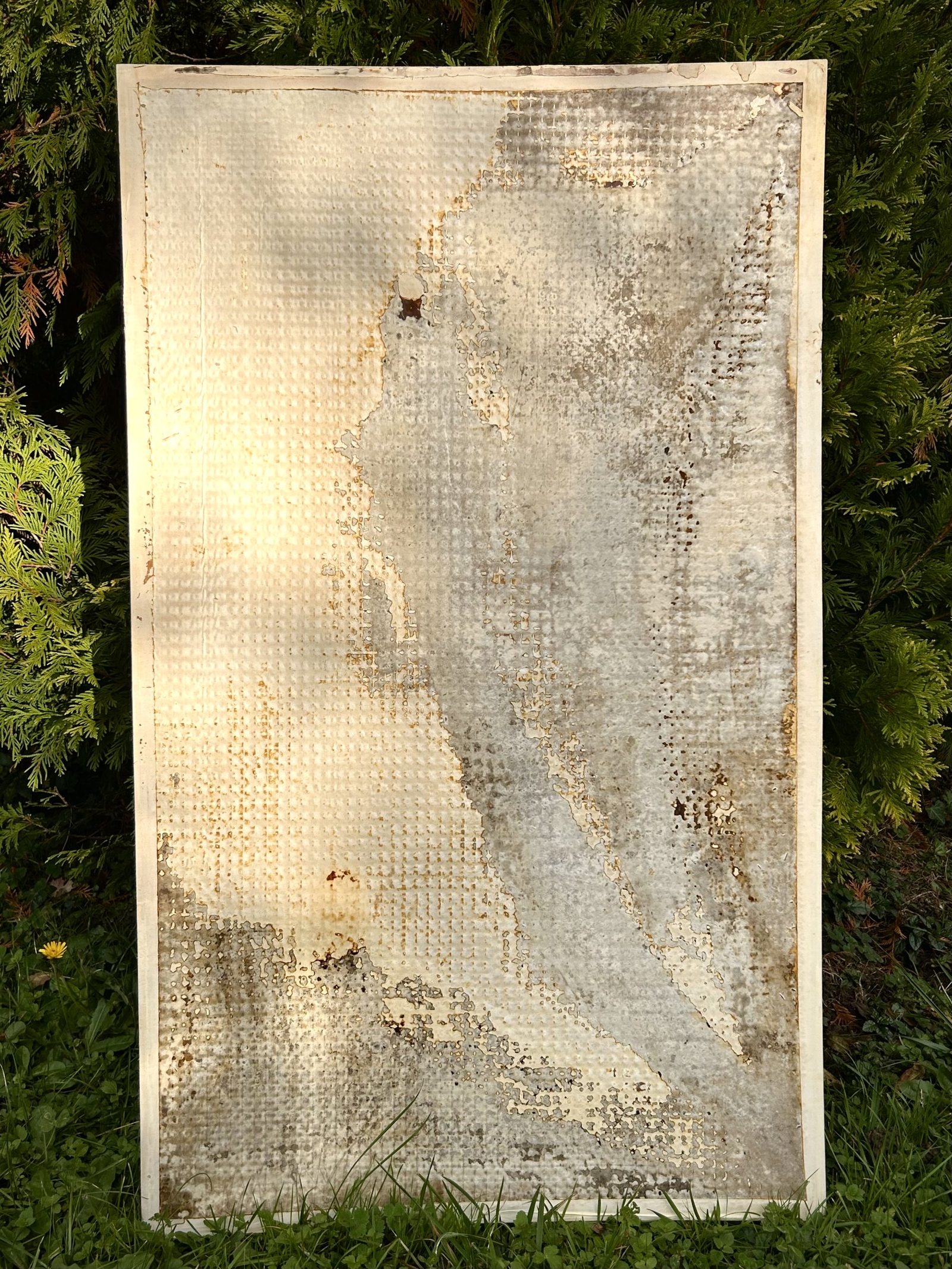 A pale Fungal Art Series work photographed outdoors against green foliage
