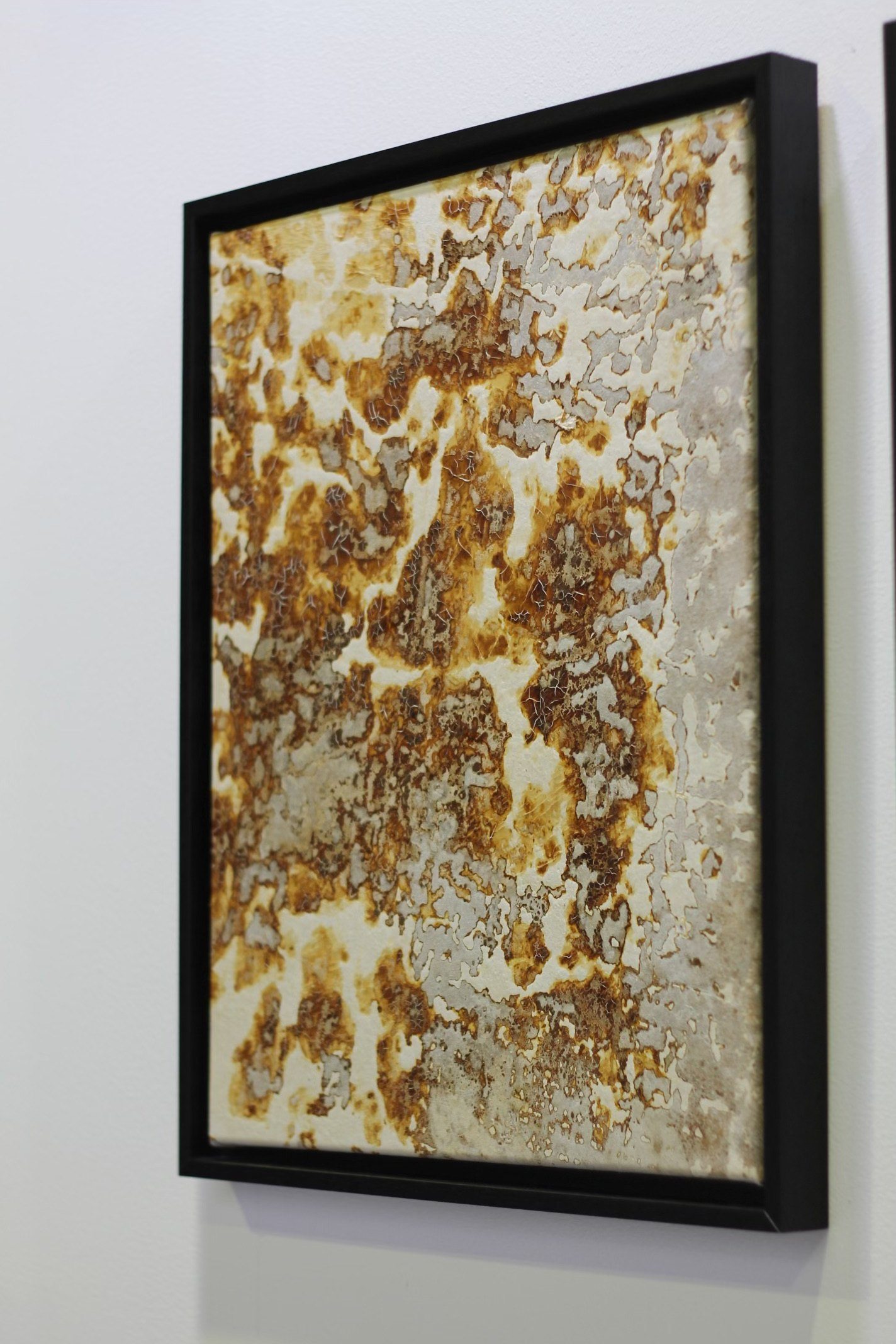 Fungal Art Series work in a black frame, ochre and rust islands across a pale grown surface