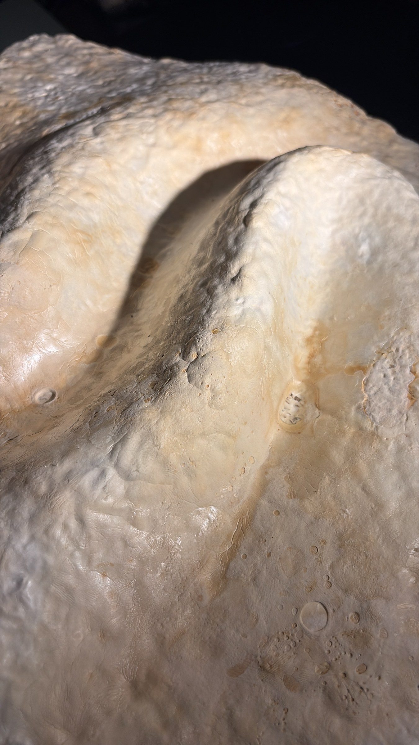 Macro view of a grown FOLD wave with a satin skin and warm tonal variation