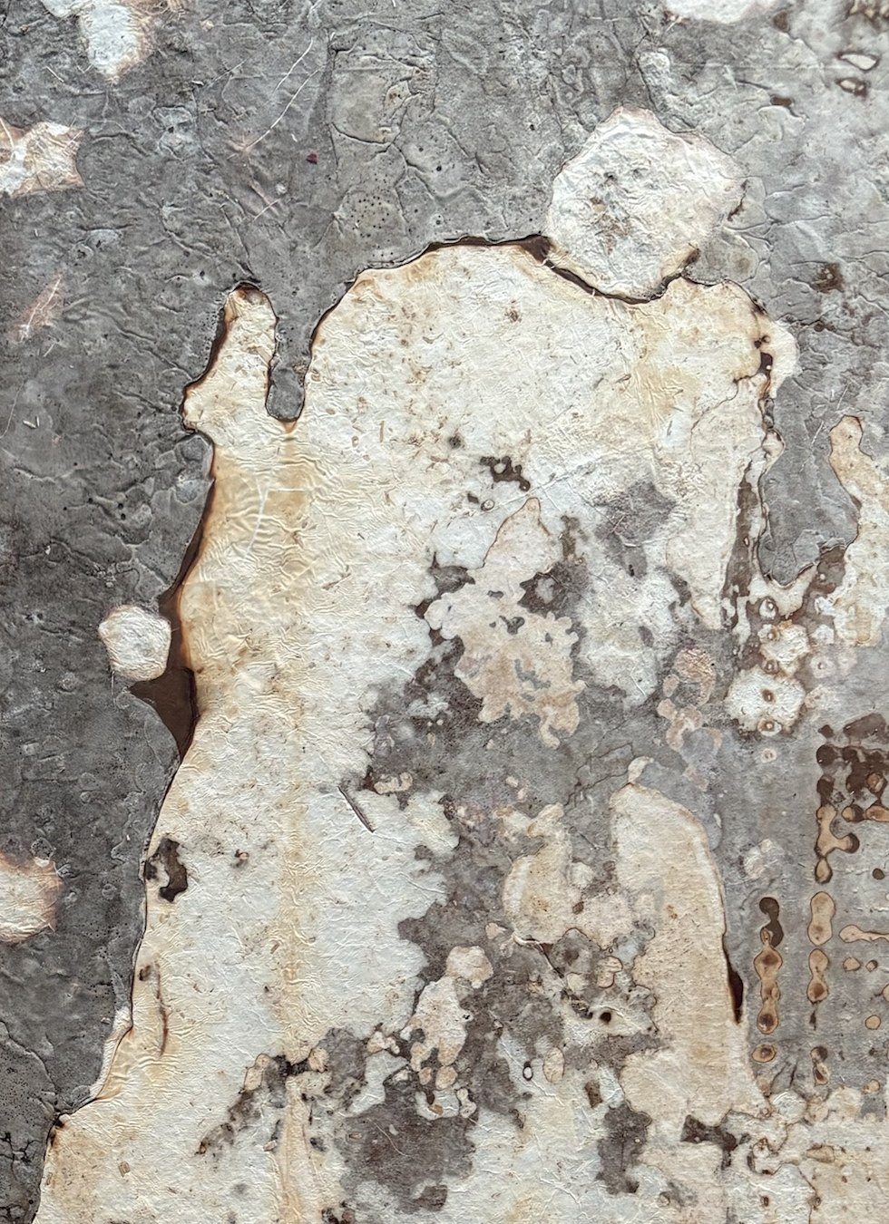 Close view of grown veneer: a cream field breaking into grey textured areas